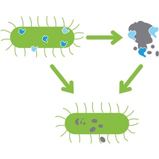 Wat zijn probiotica?