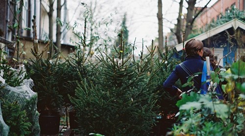 Kerstboom adopteren
